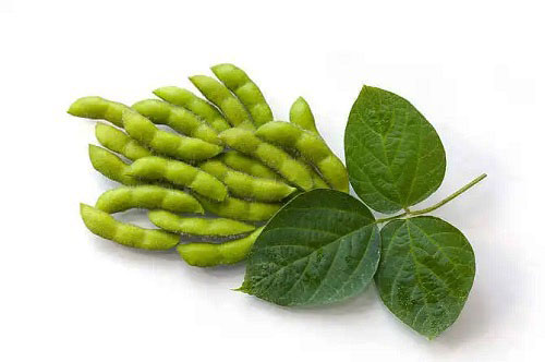 大豆冷庫儲(chǔ)存.jpg 大豆冷庫儲(chǔ)存.jpg